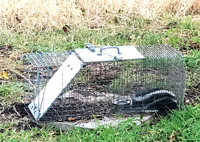 Photo - Skunk inside trap