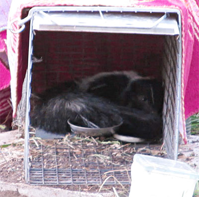 Photo - Skunk resting peacefully inside trap