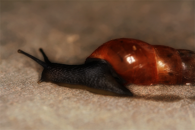 Photo - Snail