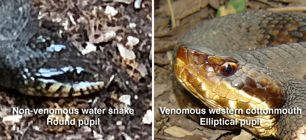 Comparison of eyes of non-venomous and venomous snakes