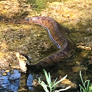 Photo - snake in creek