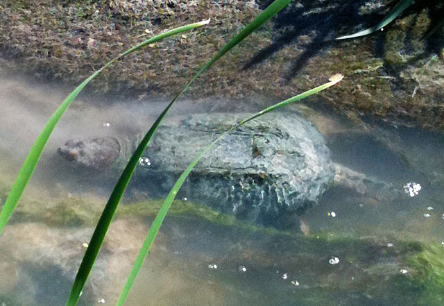 Photo of a snapping turtle