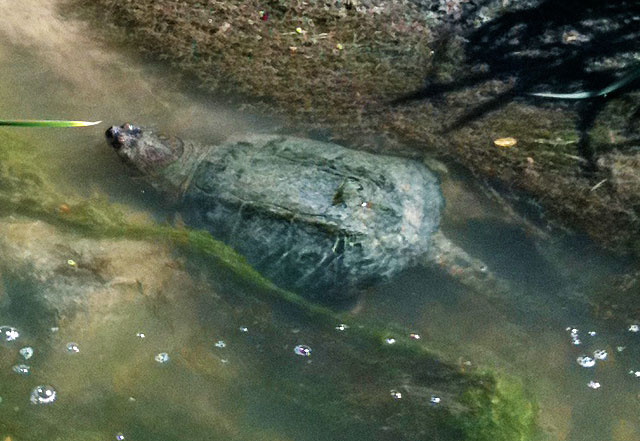 Photo of a snapping turtle