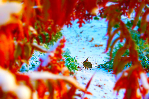 Photo - bunny in snow