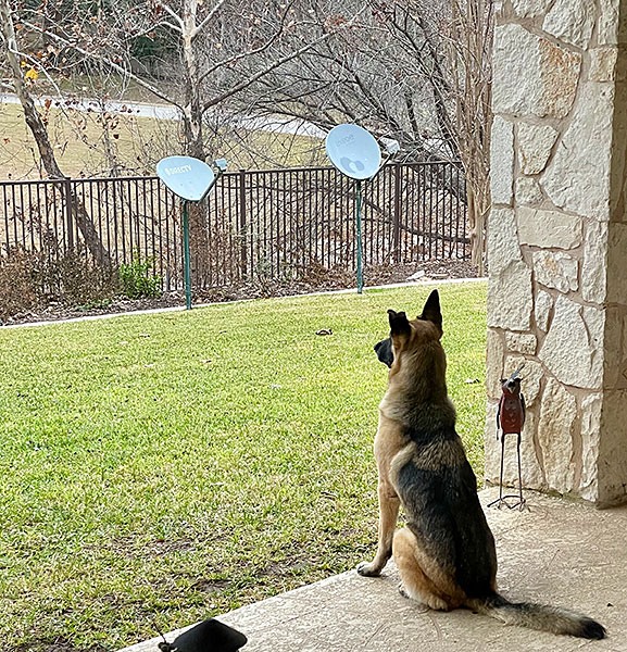 Photo - Sophie the German shepherd keeping watch on the back porch