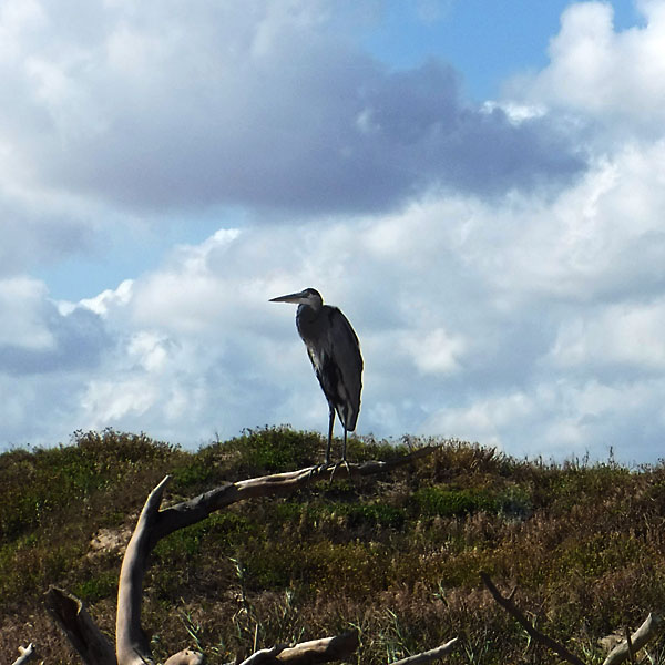 Photo - A heron keeps watch over Boca Chica beach