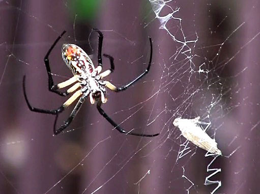 Yellow garden spider with prey trapped in its web