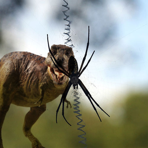 T-rex staring down our garden spider