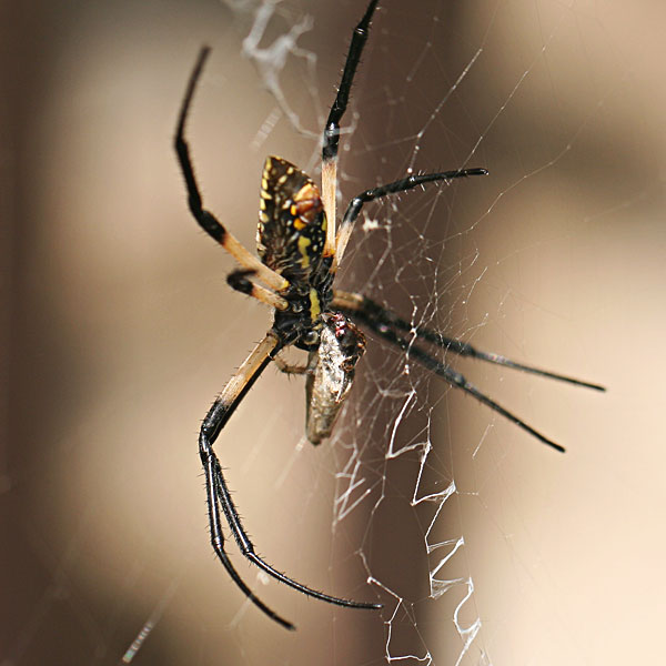 Yellow garden spider feeding on moth