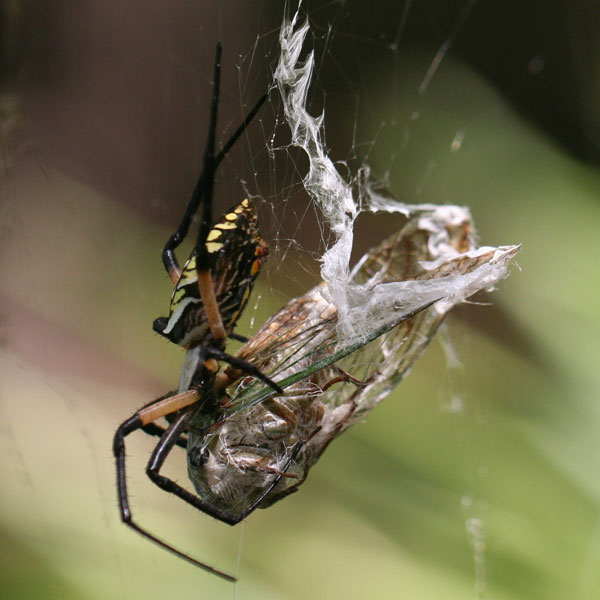 Yellow garden spider feeding on cicada