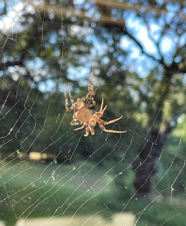 Photo - Spider molt - unknown species