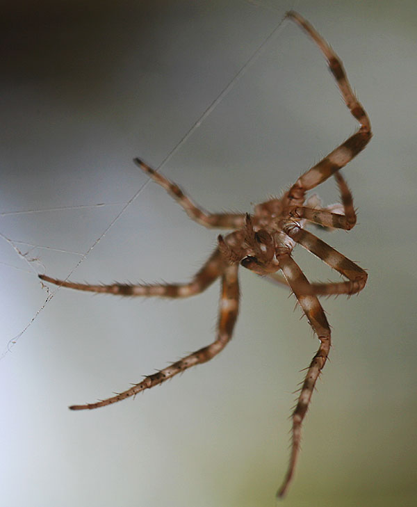 Photo - Spider molt - unknown species