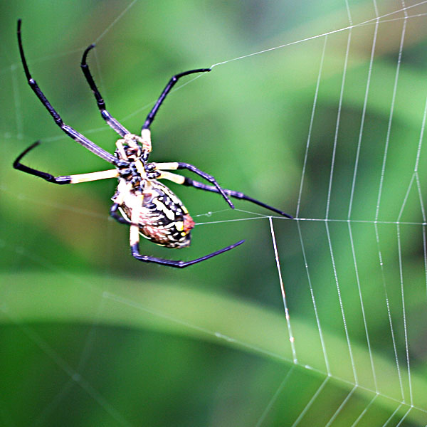 Yellow garden spider spinning silk for its web