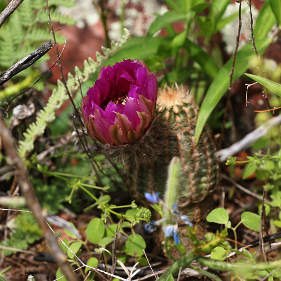 Photo - Cactus flower