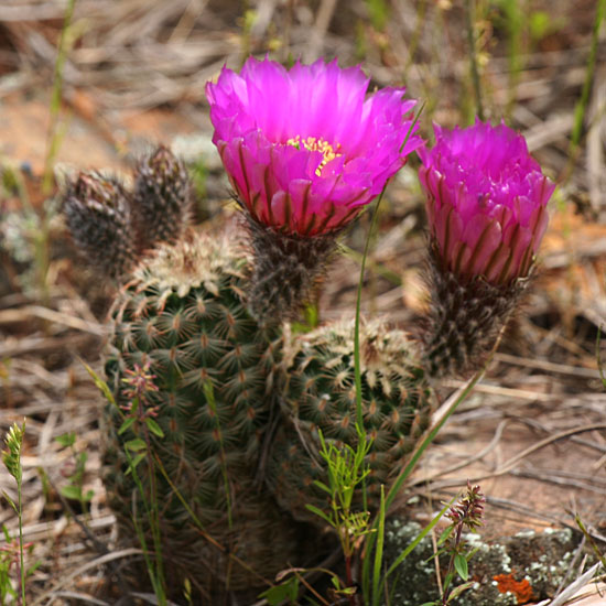 Photo - Cactus flowers