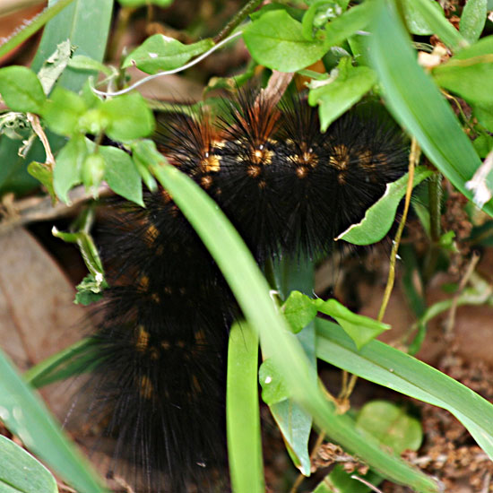 Photo - Caterpillar