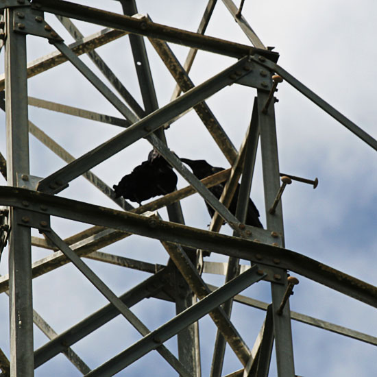 Photo - Two crows on electrical tower