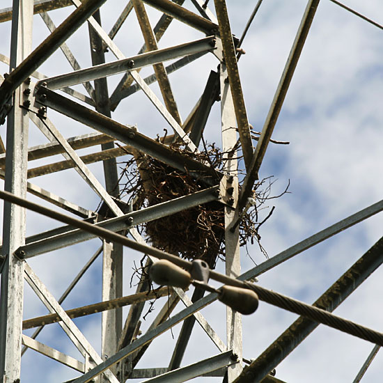 Photo - Close-up of crows nest on electrical tower