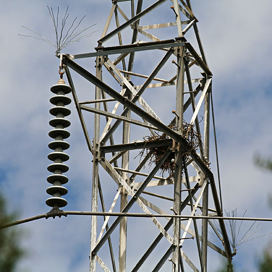 Photo - Crows nest on electrical tower