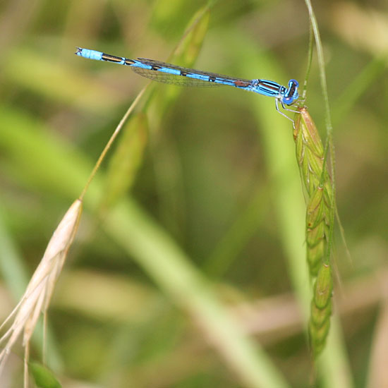 Photo - Damselfly