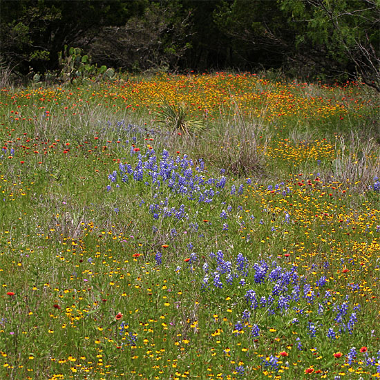 Photo - Wildflowers in a field