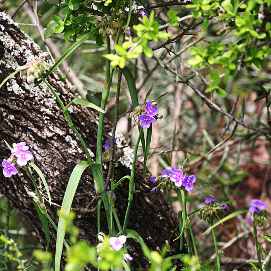 Photo - Giant spiderworts in bloom