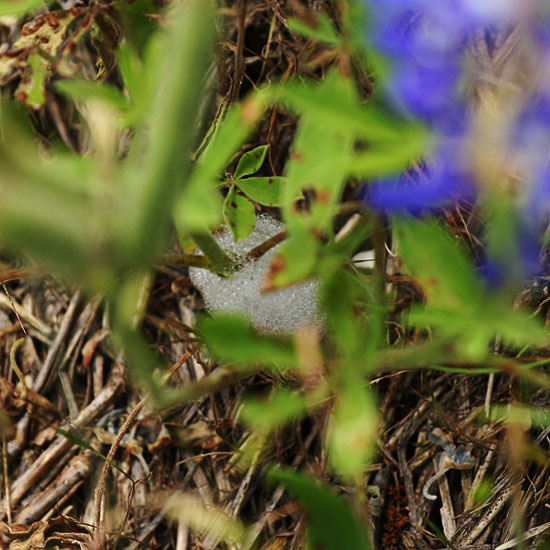 Photo - Foam or spittle produced by spittlebugs