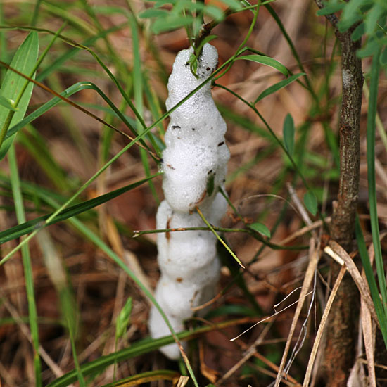 Photo - Foam or spittle produced by spittlebugs