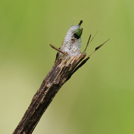 Photo - Spittlebug on the end of a stick