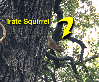 Animated gif of a squirrel in one tree and a hawk in another