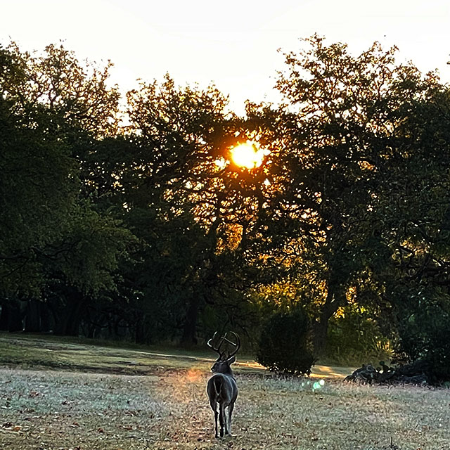 Photo: 8-point whitetail buck