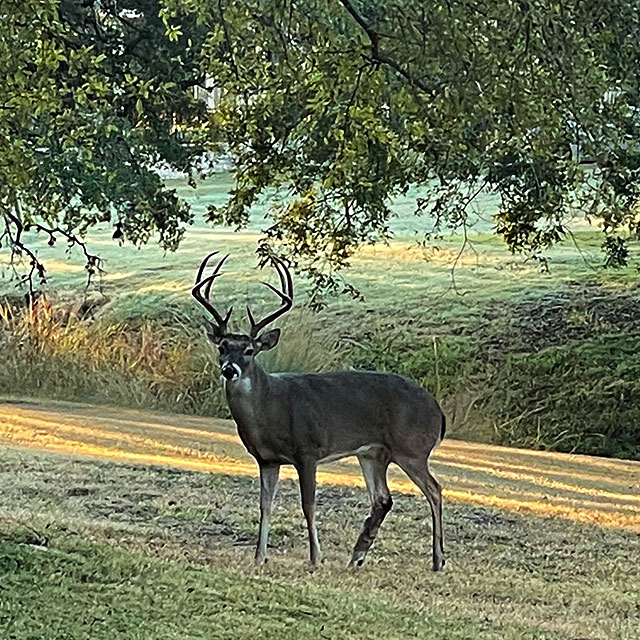 Photo: 8-point whitetail buck