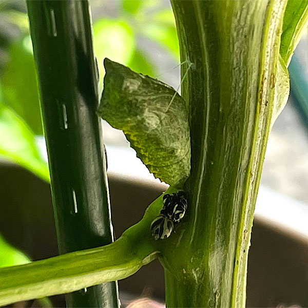 Photo - Closeup of a black swallowtail chrysalis