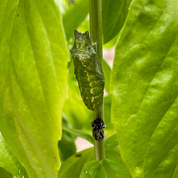 Photo - Closeup of a black swallowtail chrysalis