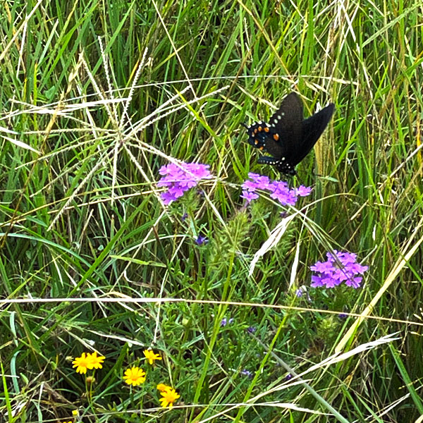 Photo - Black swallowtail butterfly in the field