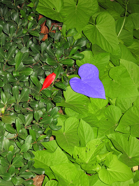 Photo - Sweet Potato Vine