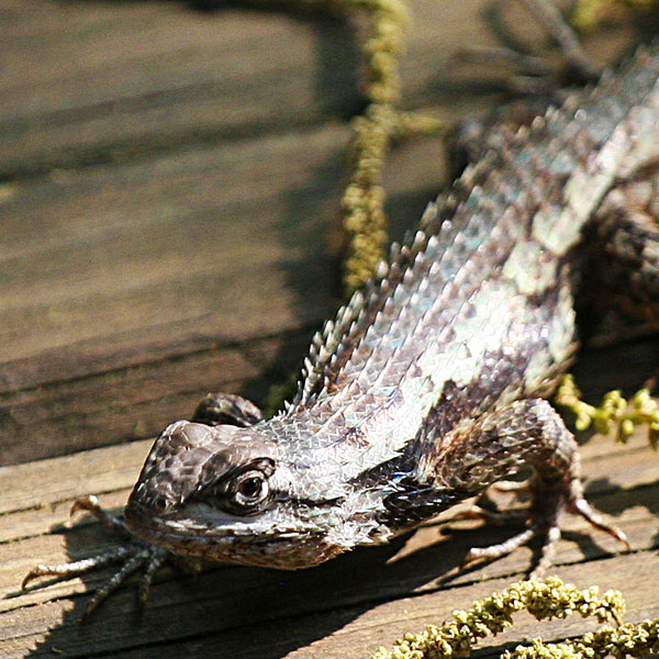 Photo - Texas spiny lizard