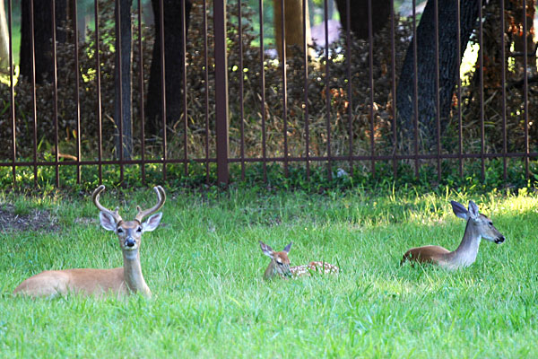 Photo - White-tail deer buck, doe, and fawn lying in the grass