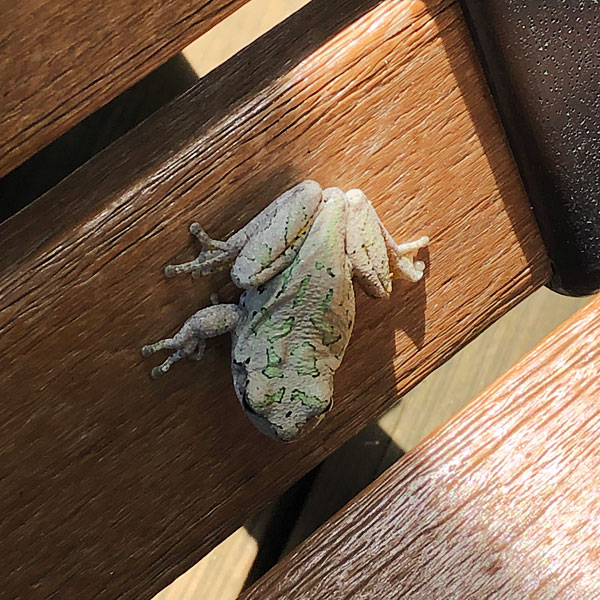 Photo - Cope's gray tree frog