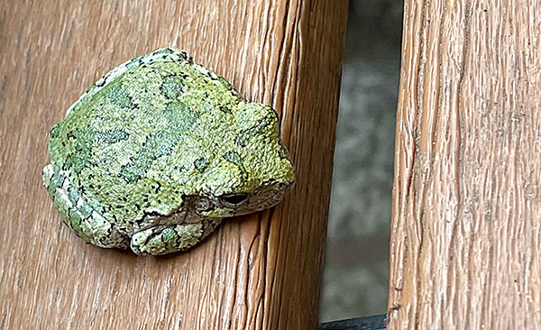Photo: Tree frog on chaise lounger