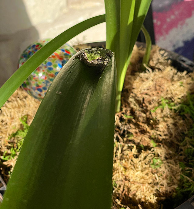 Photo: Tree frog on amaryllis