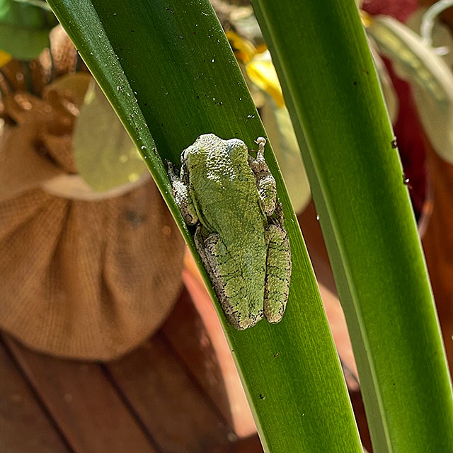 Photo: Tree frog on amaryllis
