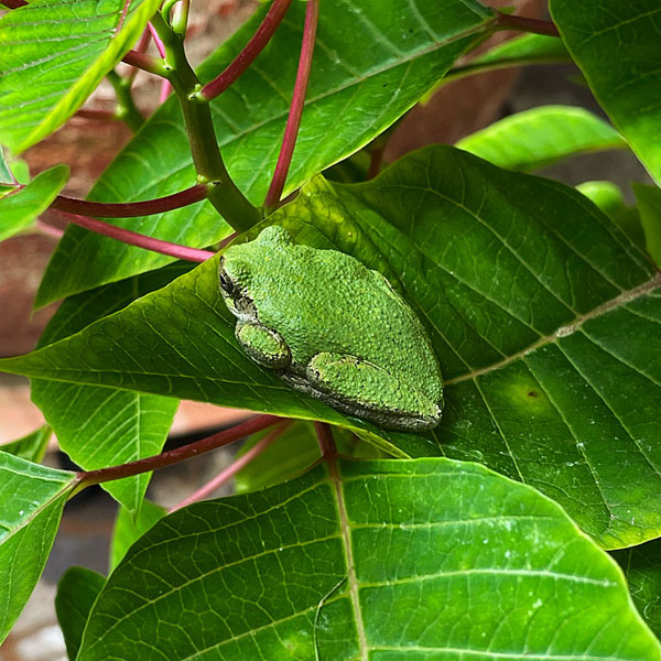 Photo - Gree tree frog resting on a poinsettia leaf