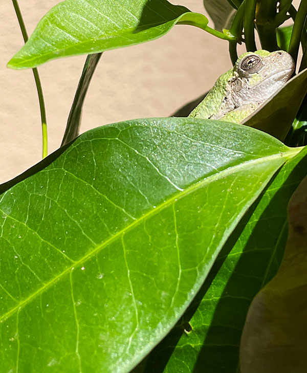 Photo - Green tree frog on mandevilla leaf in bright sunlight