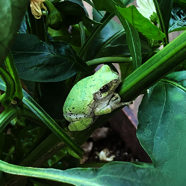 Photo - tree frog amongst pepper plant leaves