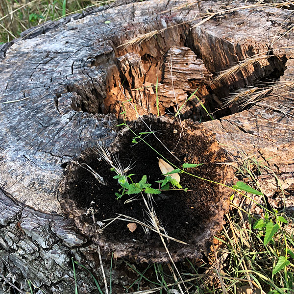 Photo - plants growing on top of fungus growing on a dead tree trunk