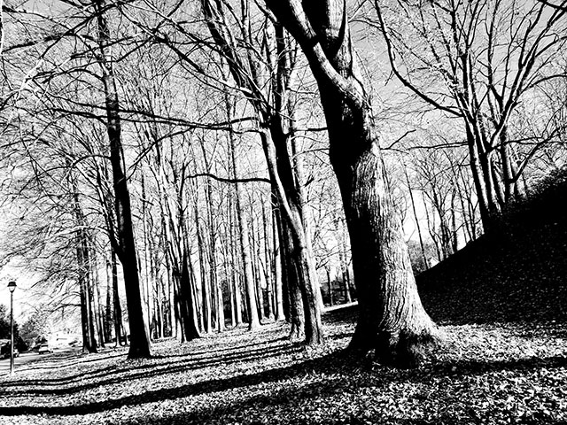 B&W Photo by David Gerstman: Trees at dusk