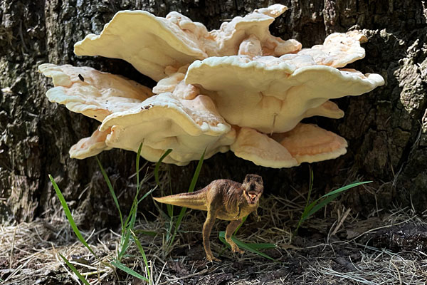 Photo - tree fungus with a tiny T-rex photoshopped in its shade