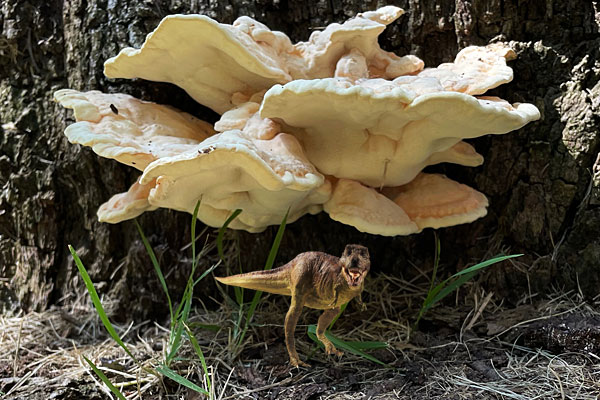 Photo - tree fungus with a tiny T-rex photoshopped in its shade