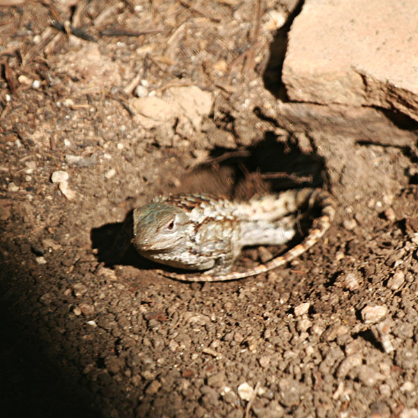 Photo - Texas spiny lizard female backed into nest